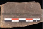 Foto (Detailansicht) von Sparganium acheronticum Unger (NHMW-GEO-2024-0188-0438)